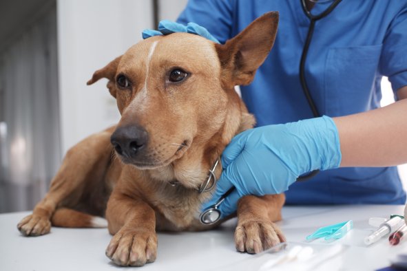 US Dog Owners Warned Against Widespread Deadly Bacterial Illness