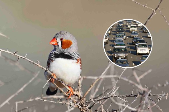 'Alarm Bells' as Scientists Discover Threat to Birds