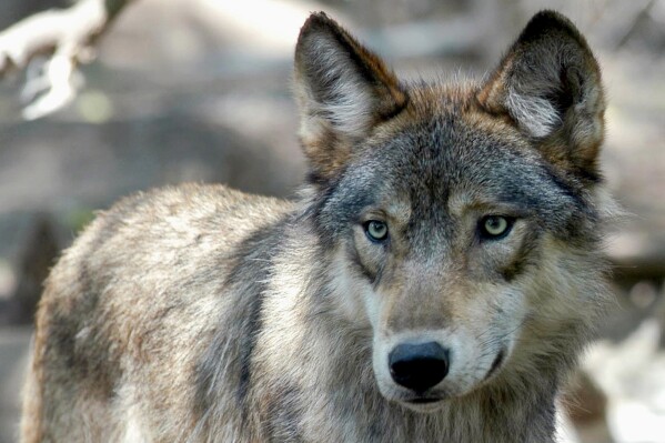 US House votes to remove wolves from endangered list in 48 states