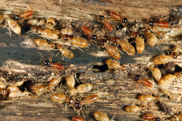 American Cities Face Mass Termite Invasion, Scientists Warn