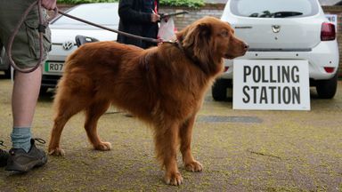 Dogs at polling stations: A round-up of democracy-loving pups on local election day