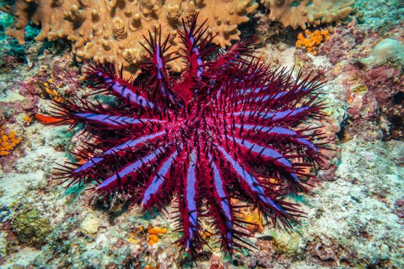 Kill Starfish Now to Save Great Barrier ReefâScientists