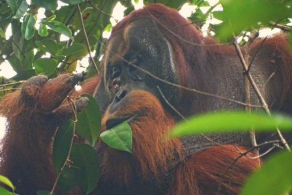 New Orangutan Behavior Observed for the First Time