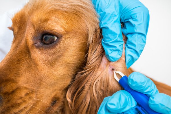 Map Reveals 32 States Where Dog Owners Warned of Common Tick-Borne Disease