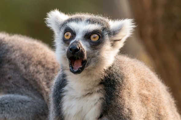 Scientists Uncover Secret Behind Lemurs' Unique Trick