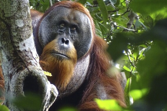 A wild orangutan used a medicinal plant to treat a wound, scientists say