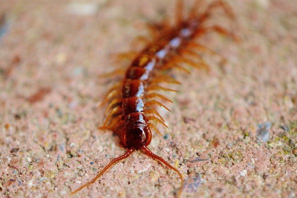 How the Venomous Red Head Centipede Could Save Lives