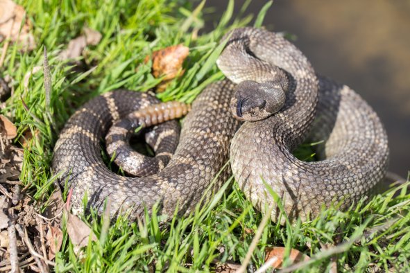 Can You Spot the Deadly Rattlesnake Lurking in Patch of Oklahoma Grass?