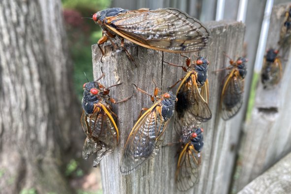 Cicada Double Invasion to 'Utterly Cover' Parts of the US, Ecologist Says