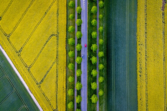 An AP photographer dazzles with a drone’s view of colorful fields. Don’t miss the red car