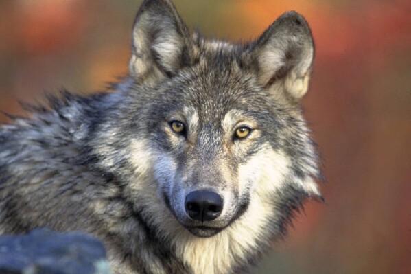 Wisconsin judge dismisses lawsuit challenging state’s new wolf management plan