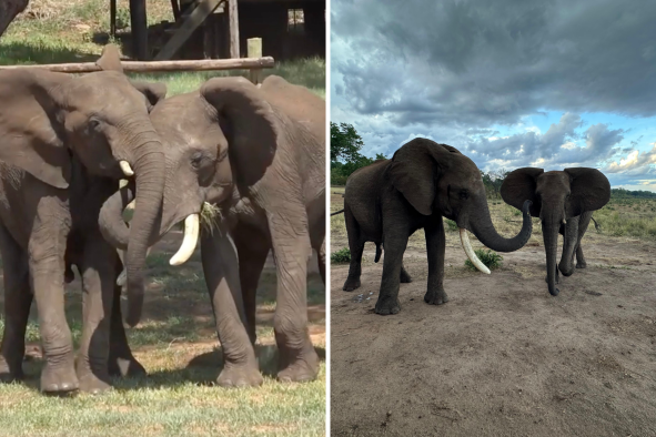 Elephants Use Feces to Say Hello