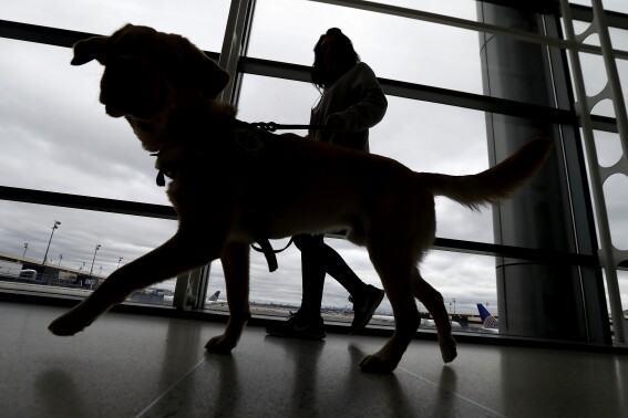 Dogs entering US must be 6 months old and microchipped to prevent spread of rabies, new rules say