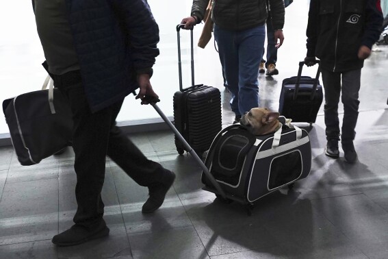 Here’s what to know if you are traveling abroad with your dog