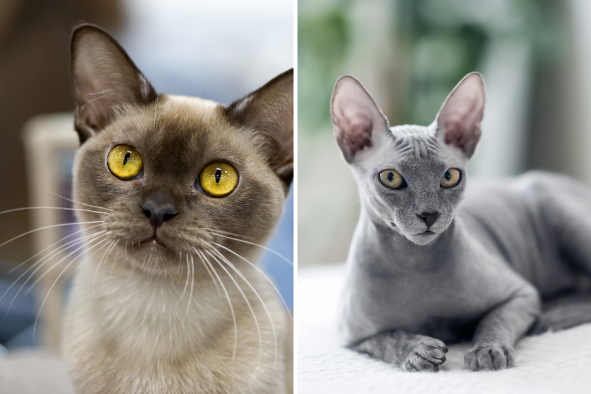 Scientists Reveal Which Cat Breeds Live the Longest