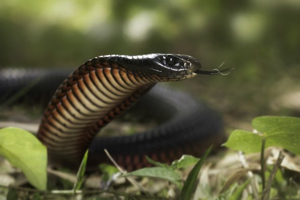 Woman Carries On Driving To Work With Venomous Snake in the Car