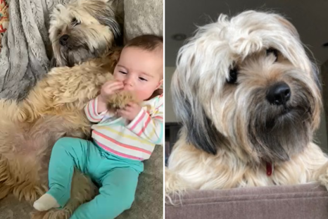 Dog Who Loves To Snuggle With Owner's Grandbaby Wins Pet of the Week