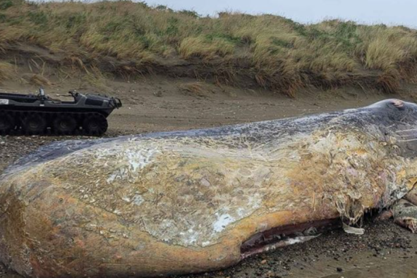 Beached Whale's Jawbone Cut Off With Chainsaw