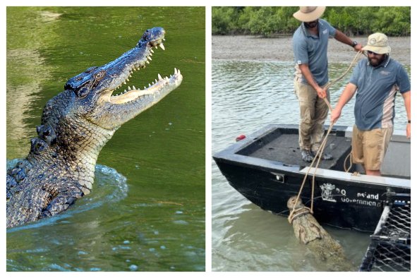 'He Put Up a Fair Fight': 13-Foot Crocodile Attacks Houseboat