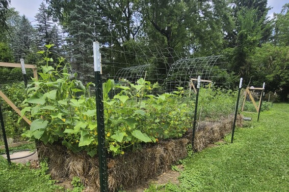 If your soil’s no good or you don’t have any, grow your garden plants in straw bales