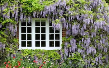 The plants that can add up to £10,000 to your house price