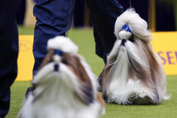 At Westminster dog show, a display of dogs and devotion