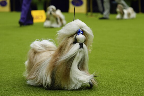 Westminster dog show is a study in canine contrasts as top prize awaits