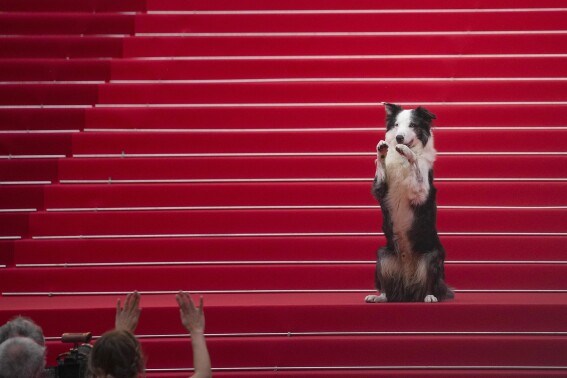 Messi the dog comes to Cannes for an encore