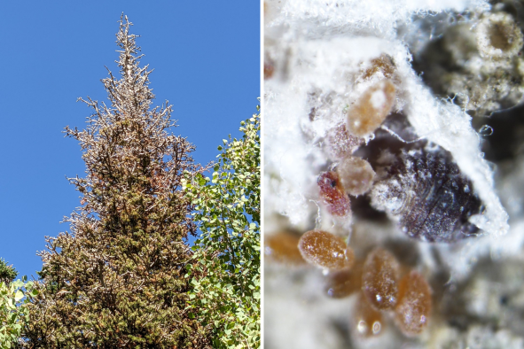 Utah Warned of Tree-Deforming Insect 'Infestation'