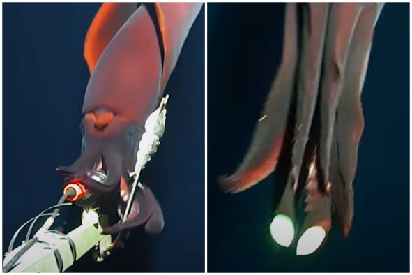 'Very Rare' Deep-Sea Squid Attack Caught on Video