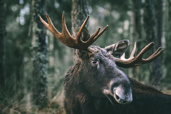 Parasitic Worms 'Shot-Gunning' Moose Brains in US