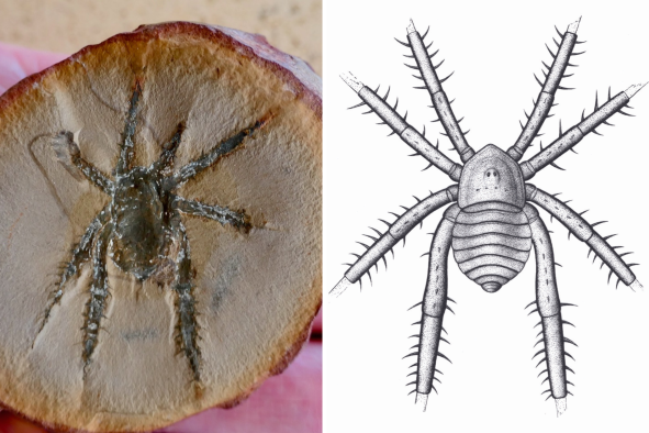 'Unlike Any Other': Prehistoric Illinois' Spiny-Legged Arachnid Discovered