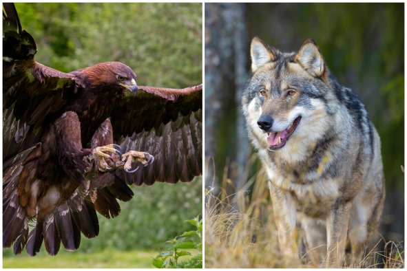 $25,000 Reward for Information on Fatally Poisoned Oregon Eagles and Wolves