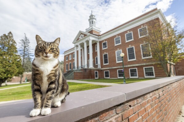 Max the cat is now a ‘doctor of litter-ature’ from Vermont State University