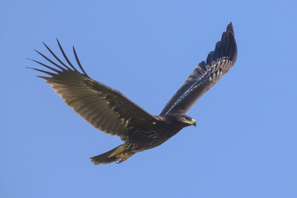 Ukraine War Putting Endangered Eagles at Risk