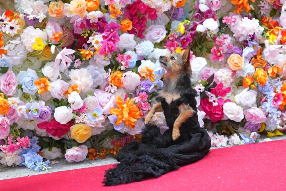 PHOTOS: At the Pet Gala, fashion goes to the dogs