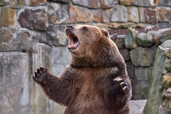 Grizzly Bear Seriously Injures Man in 'Surprise Encounter' in Wyoming