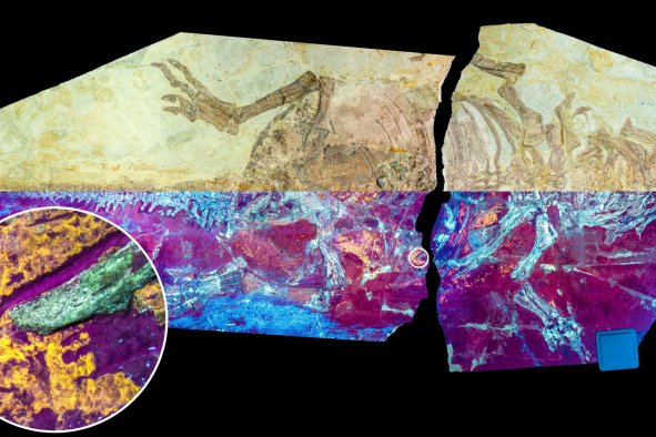 Mystery of Dinosaurs Developing Feathers Partially Solved