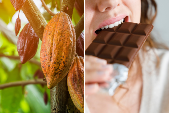 Scientists Find Way To Make Chocolate Healthier