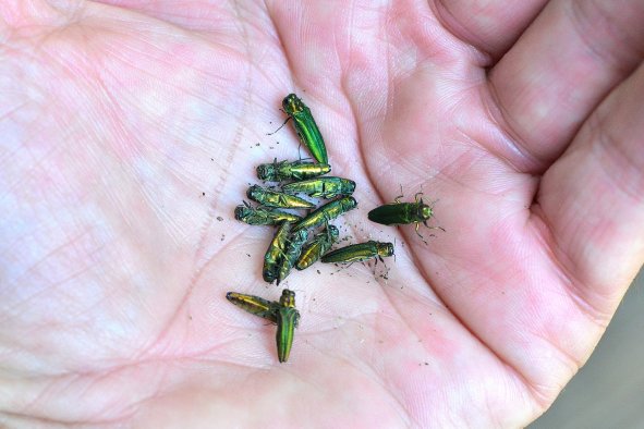 Texas Trees Dying Amid 'Alarming' Insect Invasion