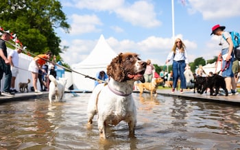 Going to the UK’s craziest dog show without a dog felt a bit pervy