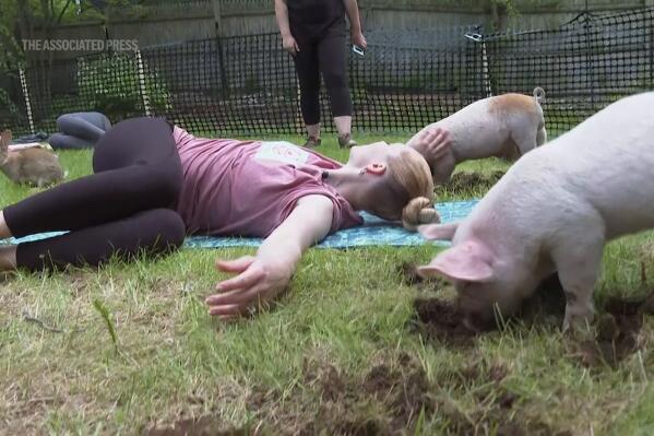 Three little piggies at a yoga class = maximum happiness