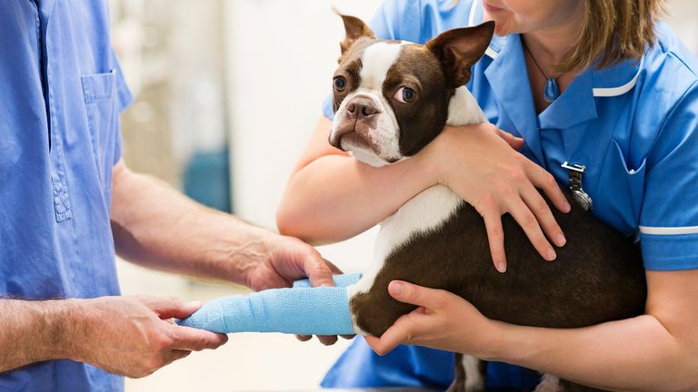 CMA issues tips for pet owners as its announces full market investigation into the UK vet sector