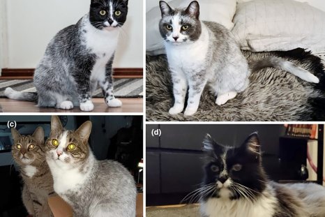 New Cat Pattern Is 'Salty Licorice' Mutation