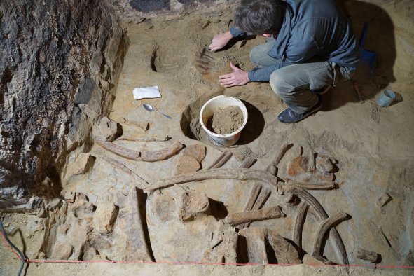 Mammoth Bones Found During Wine Cellar Renovation