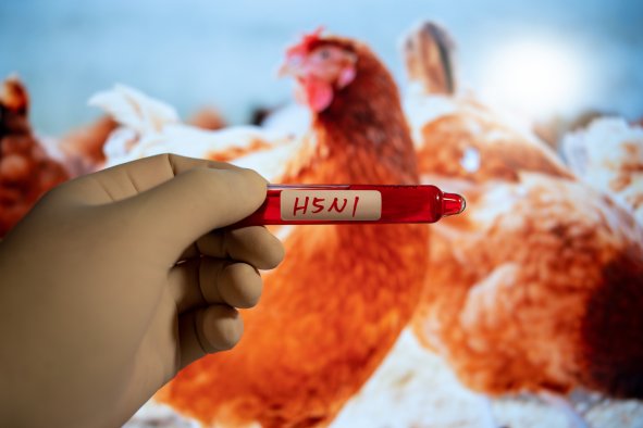 US 'Underprepared' for Bird Flu Outbreak, Epidemiologists Warn