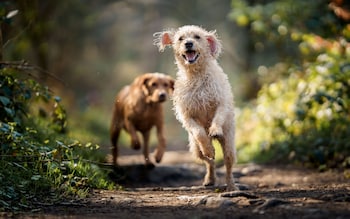 The 20 best dog-friendly days out in Britain