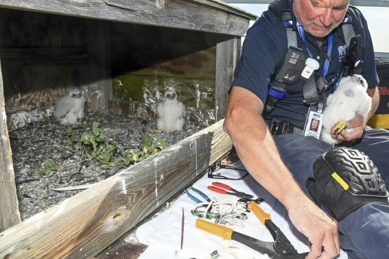 3 falcon chicks hatch atop the Verrazzano-Narrows Bridge in New York City