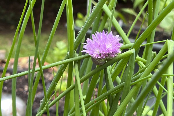 Luckily for cooks and gardeners, some herbs come back year after year