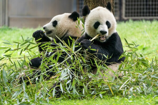 2 new giant pandas are returning to Washington’s National Zoo from China by the end of the year